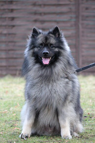 Vlčí špic/keeshond s PP ke krytí - 3
