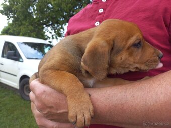 štěňátka křížence Labradora a Ridgebacka - 3