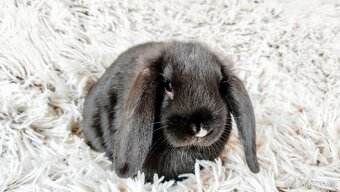 Zakrslý beránek, králíček, králík-PEGGY - 3