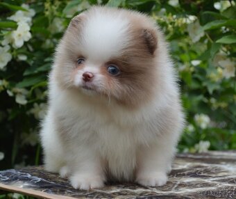 Na prodej – Pomeranian štěně (2 měsíce) - 3