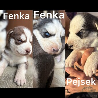 Sibiřský Husky - 3