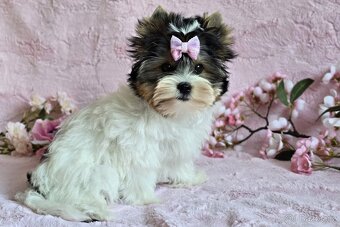 Biewer terrier -  fenka  s PP - 3
