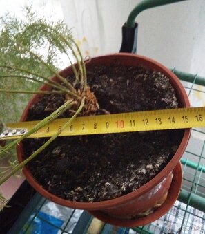 Asparagus - 3