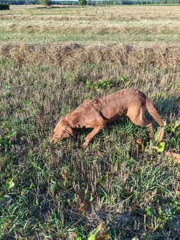 Daruji fenku Chesapeake Bay Retriever - 3