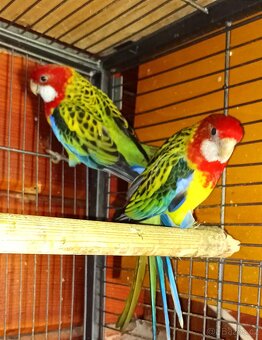 Rozely pestré lutino a přírodní - 3