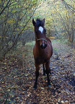 Hřebeček Wpbr s PP - 3