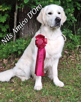 Zlatý retriever - krásná smetanová štěňátka s PP - 3