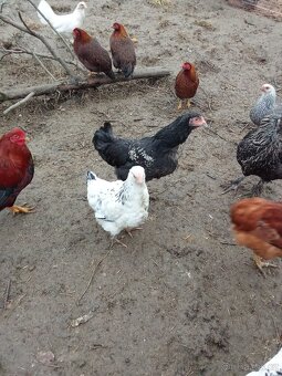 Brahmánka zdrobnělá - 3