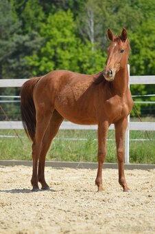 Sportovní klisna KWPN s TOP původem - 3