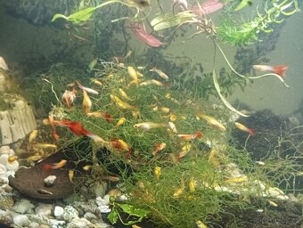 Prodej s vlastního chovu - 3