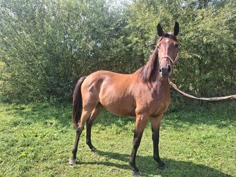 Dvouletá klisnička - 3