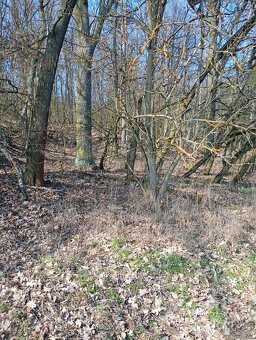 Krásný pozemek u Trnobran, u Litoměřic; louka u lesa - 3