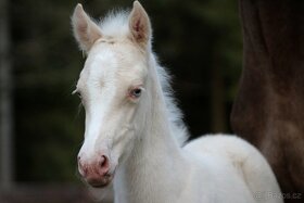 Mare with cremello foal - 3