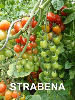 SADBA RAJČATA, PAPRKY, FEFERONKY, DÝNĚ, MELOUNY, OKURKY - 3