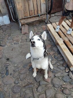 Sibiřský husky - 3