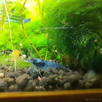 Akvarijní krevetky - 3
