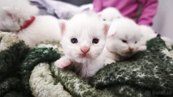 Kočky Maine coon Mainska myvalia mco - 3
