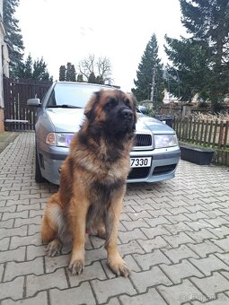 Leonberger - 3
