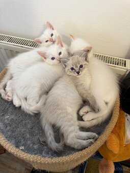 Ragdoll - 3