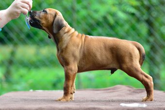 Štěně rhodéského ridgebacka s PP - 3