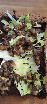 Mláďata afrických šneků - 3