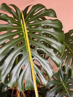 Krásná pokojová rostlina Monstera – 18 listů, výška 175 cm - 3