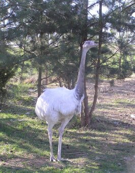 Nandu Pampovy KOUPIM - 3