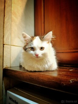 Mainská Mývalí kočička 3 měsíce - 3