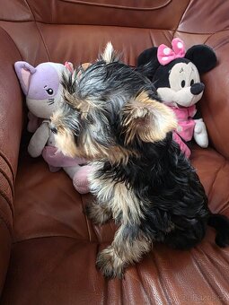 Jorkšířský teriér fenka PP - 3