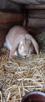 Francouzský  beran - 3