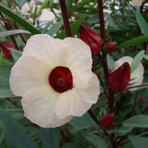 Čajový ibišek - ibišek sudánský (Hibiscus sabdariffa) - 3