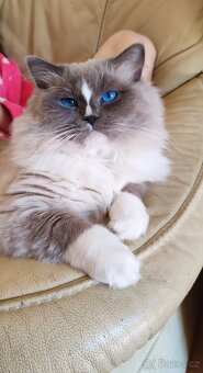 Ragdoll koťátka - 3