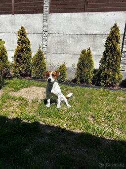 Jack Russel - 3