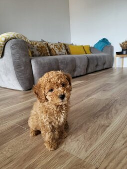 Labradoodle - 3