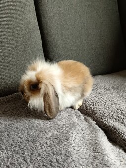Zakrslý králík teddy gen beránek kluk hnědo bílý - 3