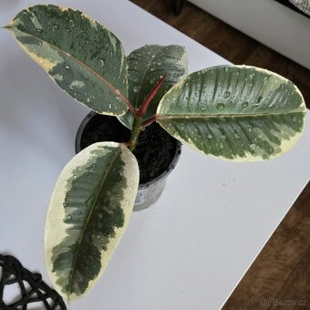 Ficus elastica Roxb. ex Hornem. - 3