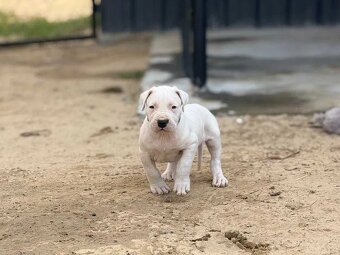 ARGENTÍNSKA DOGA ( Dogo Argentino ) - 3