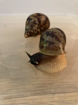 Lissachatina reticulata clasic - 3