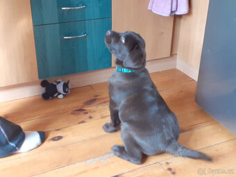 Hnědý Labrador 6měs. s PP - 3