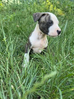 Americký pitbulteriér APBT s PP - 3