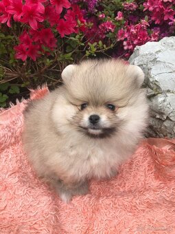 Pomeranian s p.p - 3