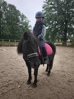 Shetlandsky pony 3 létá klisna s PP - 3