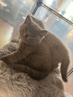 Britská koťátka - 3