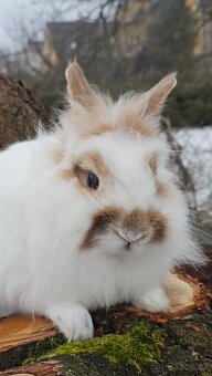 Lvíček zakrslý - 3