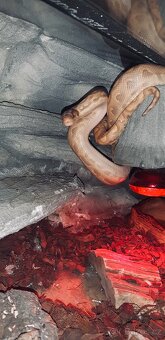 Hroznýšovec duhový forma banana - 3