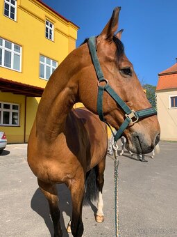 Prodám charakterního valacha - 3