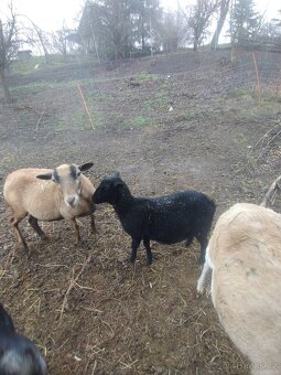 Ovečka 75% dorper - 3