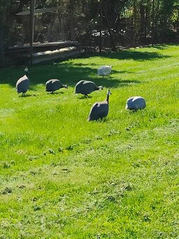 NV perlička kropenatá - 3