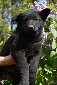 Nemecky ovcak stenata - 3