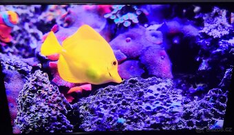 Smart tv Hinsense Qled 4K model 65U8GQ - 3